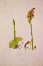 ABSN16 Satyrium Bifolium