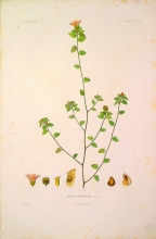 ABSN23 Abutilon Microphyllum