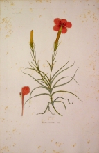 ABSN10 Dianthus Longiglumis