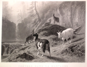 FE248 - Chèvres dans la montagne