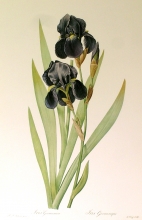 TRV 19 - Iris Germanica