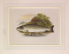 PH27 - Galway Sea Trout