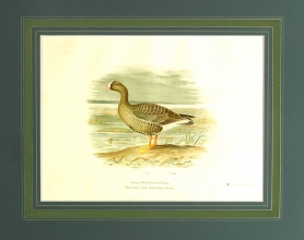 RUX 09 - Lesser White fronted Goose