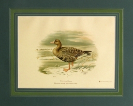 RUX 07 - White fronted Goose