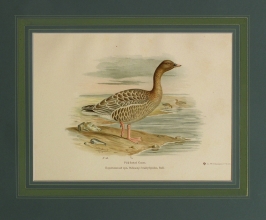RUX 04 - Pink footed Goose