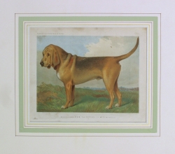 CA 29 - Bloodhound