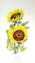 TRV 28 - Sunflowers