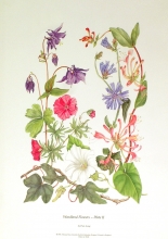 TRV 29 - Woodland Flowers, Plate II