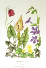 TRV 30 - Woodland Flowers, Plate I