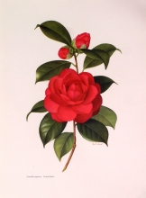 TRV 45 - Camellia Japonica Grand Sultan