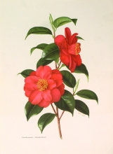 TRV 46 - Camellia Japonica Alexander Hunter