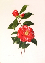 TRV 47 - Camellia Japonica Donckelarii