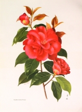 TRV 48 - Camellia reticulata Tzepao