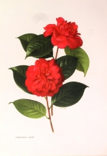 TRV 49 - Camellia Japonica Satanella