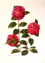 TRV 50 - Camellia Japonica D.Herzilia