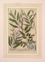 WEIN12 - Salix latifolia, Salix folio angusto splendente, Salix vulgaris