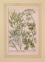 WEIN08 - Petroselinum, Persil, Petroselinum pictum, Peucedanum aquaticum