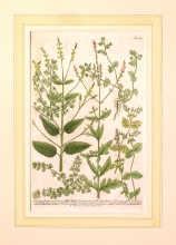 WEIN07 - Verbena officinarum, Verbena urticae folio canadensis, Veronica foliis