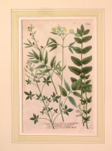 WEIN06 - Sinapistrum Indicum pentaphyllum; b. Sinapistrum Lusitanicum