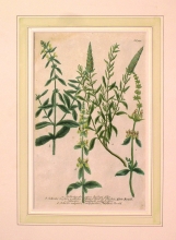 WEIN05 - Sideritis alpina, Sideritis hirsuta folio pallido flore