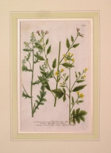 WEIN04 - Sinapi agreste, Rapistrum flore albo, Sinapi apii folio sive album