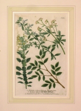 WEIN03 - Terebinthus vulgaris, Teucrium creticum, Teucrium fruticans