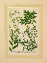 WEIN02 - Ruscus angustifolius, Ruscus sive bruscus, Ruta chalepensis latifolia