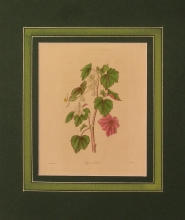 Maund 68 - Begonia Dregii