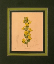 Maund 69 - Rafnia Triflora