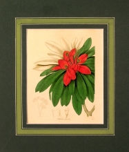 Maund 72 - Euphorbia Punicea