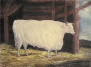 U351A - The Durham white ox