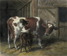 U329H - Cow and calf