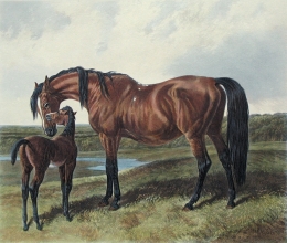U329F - Thorough bred mare and foal