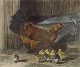 U329D - Hen and chikens