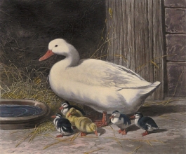 U329C - Ducks and ducklings