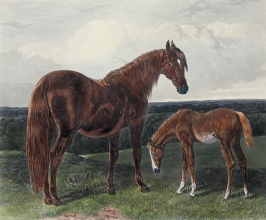 U329A - Hack mare and foal