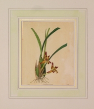 Maund 82 - Maxillaria Tennifolia