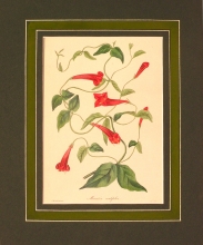 PX41 - Manettia Cordifolia
