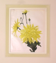 GA168 - Chrysanthemum golden dart