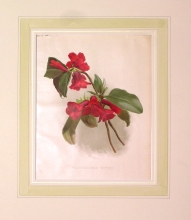 GA175 - Rhododendron roylei