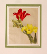 GA187 - Tulipa elegans, T.Viridiflora