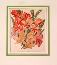 GA189 - Early flowering gladioli
