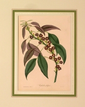 PX55 - Euphorbia fulgens