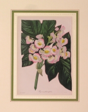 PX62 - Begonia platanifolia