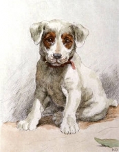 T913 - Jack Russell Puppy