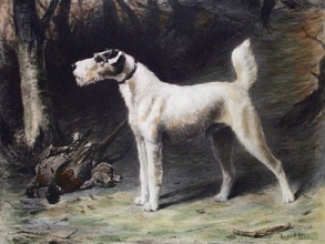 B132 - Cackler (Dog)