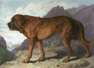 E149 - Alpine Mastiff