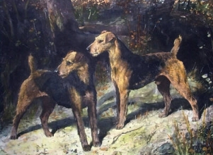 H017 - Airedales of the 20th Century