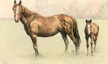 S308 - Mare and Foal 