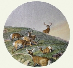L265 - Deer In A Circle 